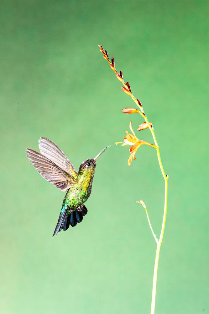 Colibri